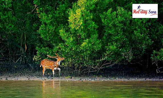 Kolkata to Sundarban Tour
