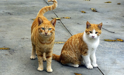 alt="dos gatos con riesgo de contraer leucemia"