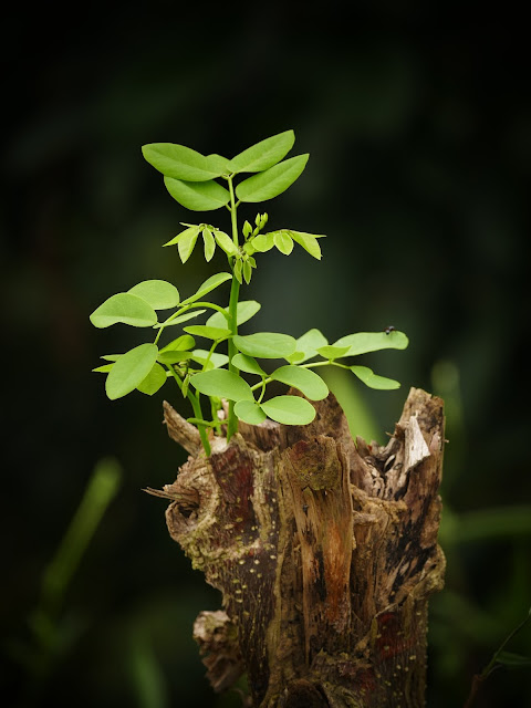 Growing plant | Almost Posh