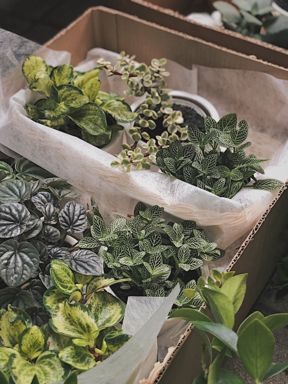 CH X KOJO YOUR FIRST PET PLANT