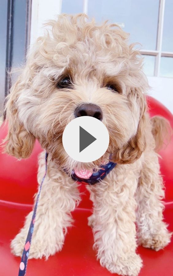 BEST OF TODAY: Why Do Dogs Have Itchy Ears?