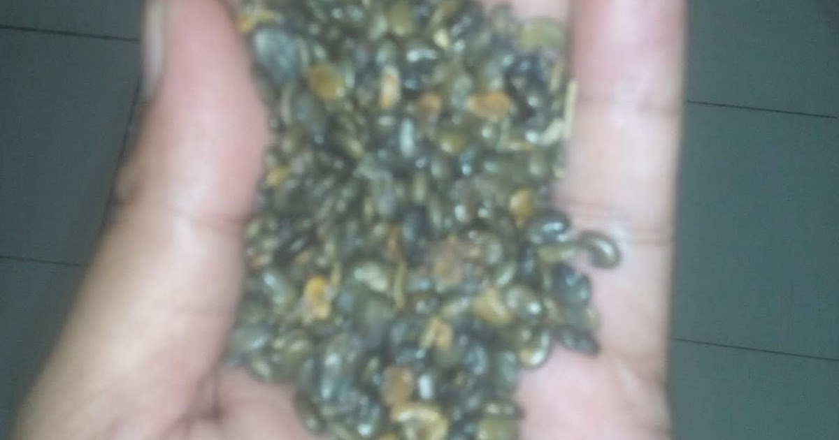 Jual Benih atau Bibit Kehutanan, Palawija, Kacangan LCC