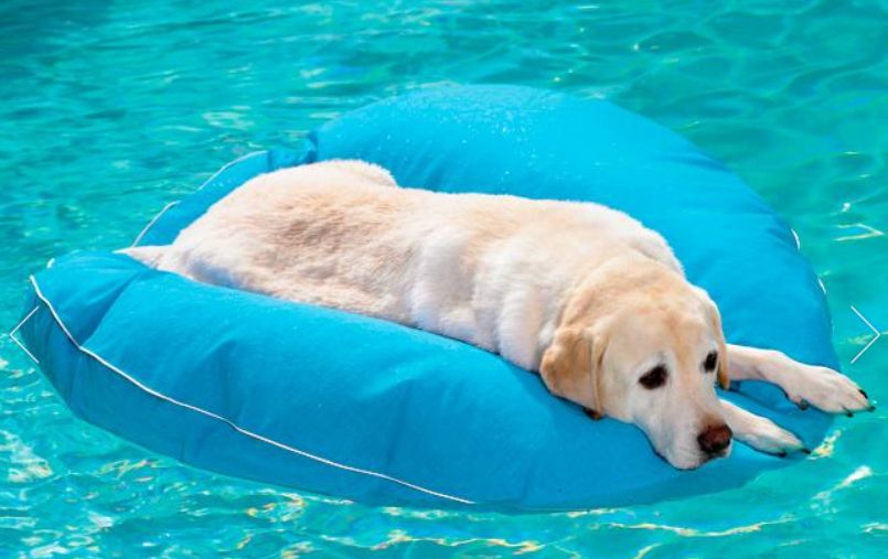 Texas Cool Pools When Your Dog Likes to Swim