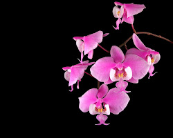 orchids flowers wallpapers phalaenopsis orchid desktop flower plants moth