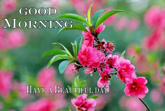 Good Morning flowers Image hd download and share with your friends and family members on facebook and whatsapp for wish very good morning