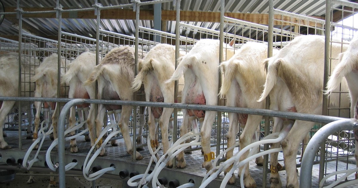 Woolshed 1 New Zealand farming. Goats Glossary of terms.