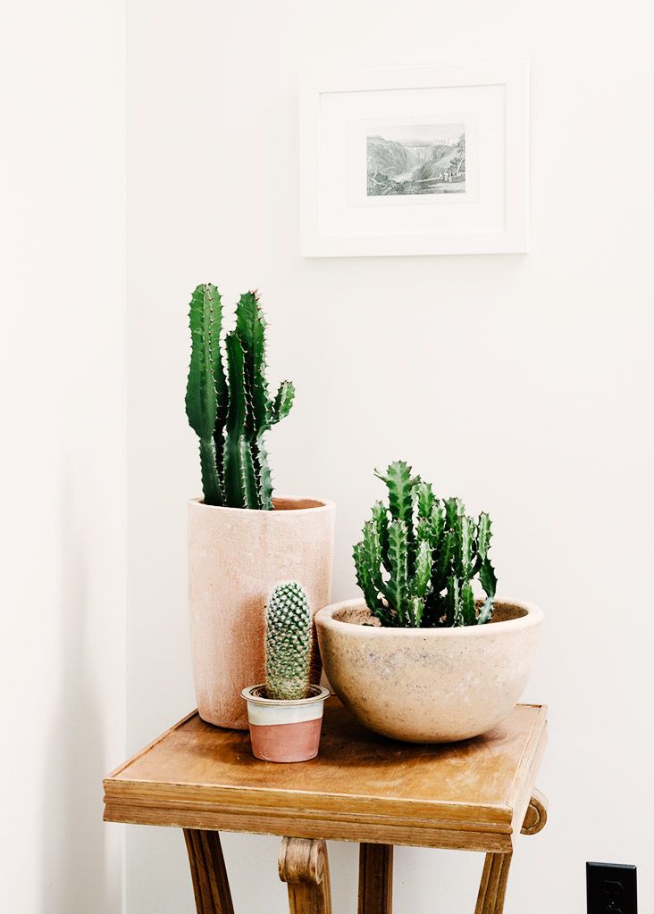 Decor Inspiration Succulents, Cactus, Sanseveria and
