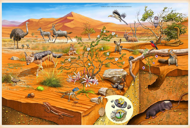 Wildlife of Kalahari Desert