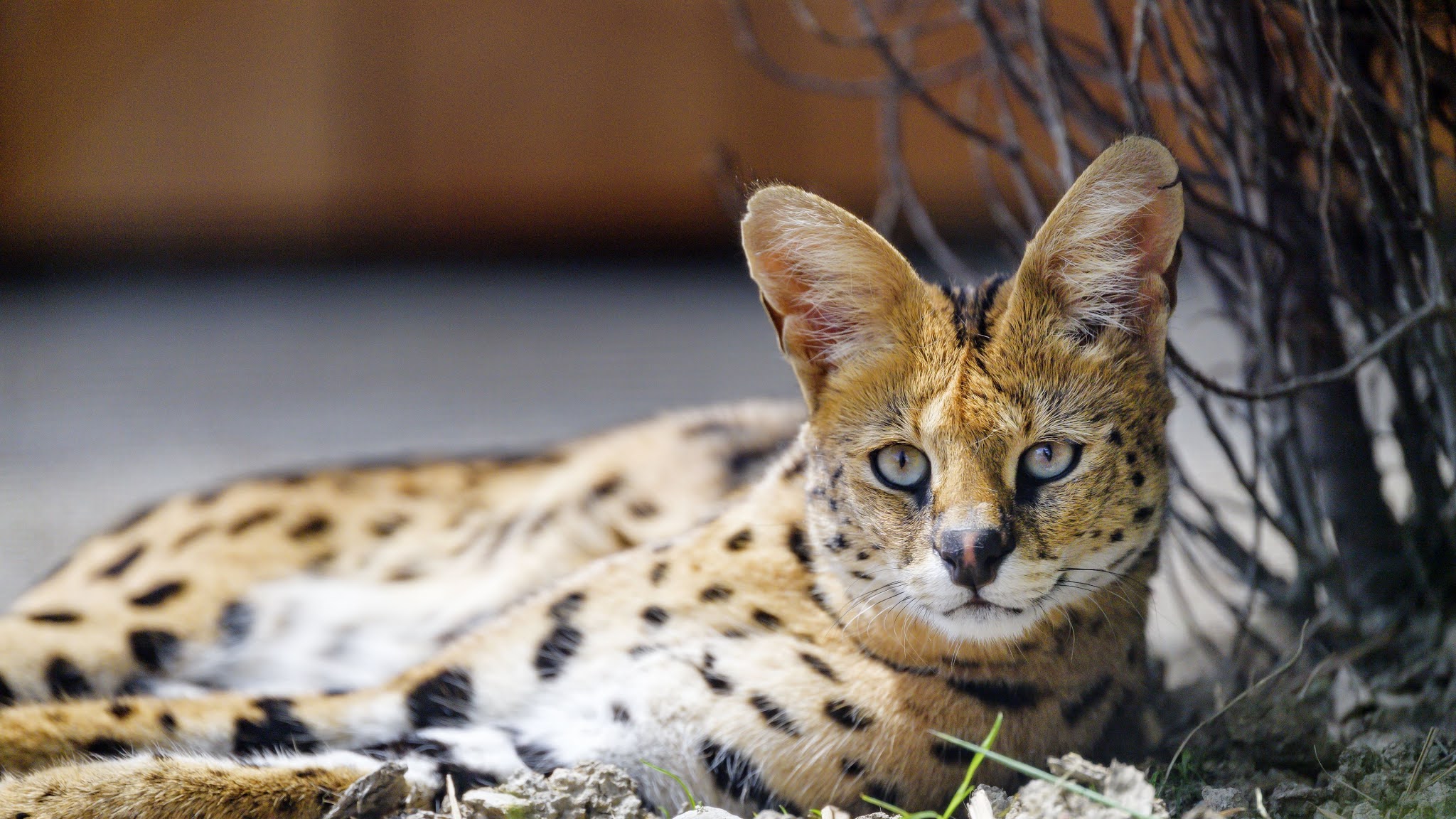 Serval Cat Wallpaper