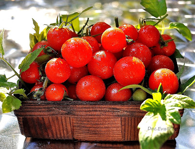Tomaten (Solanum lycopersicum)