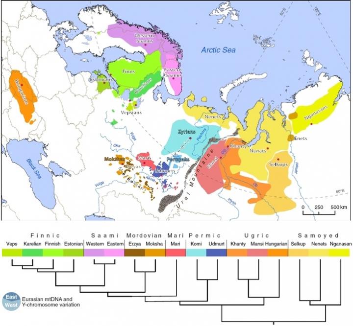 Scientists found common genes in different peoples of the Ural language ...