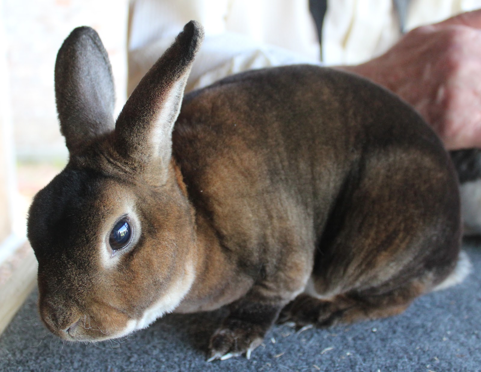 British Mini Rex Club British Mini Rex visits Louisiana March 2012