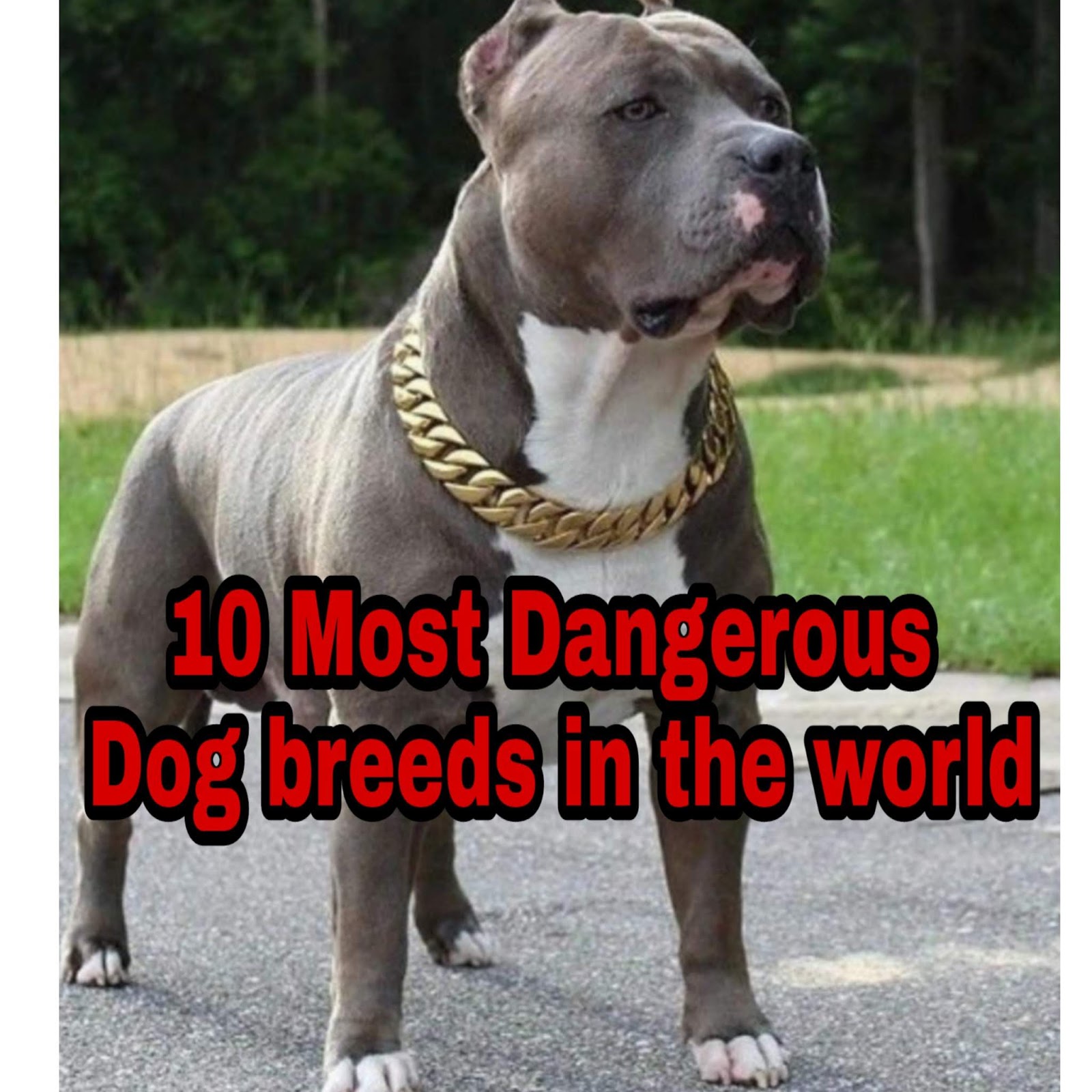 Top 10 Dangerous Dog Breeds In The World 1millionsfacts
