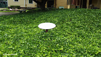 English ivy carpet - Butler-McCook House and Garden, Hartford, CT
