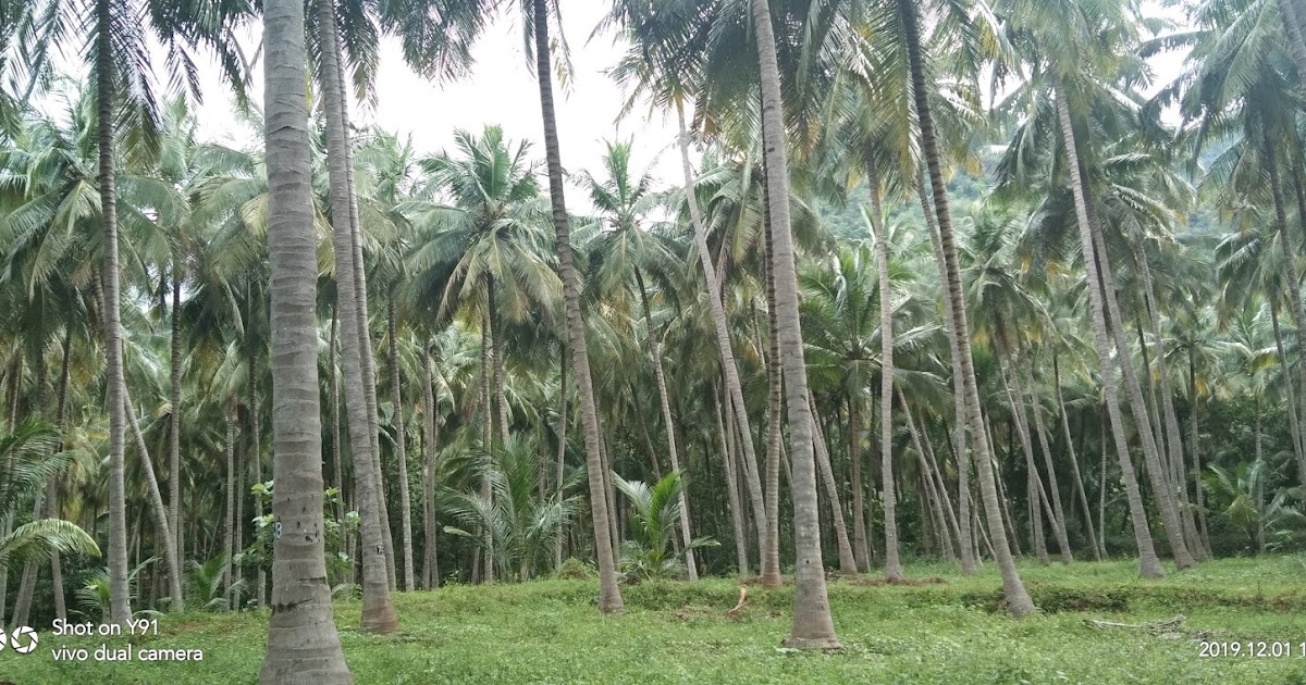 Kodaihills Realestate. 5 Acre coconut farms for sale in near vathalakundu, dindigul.