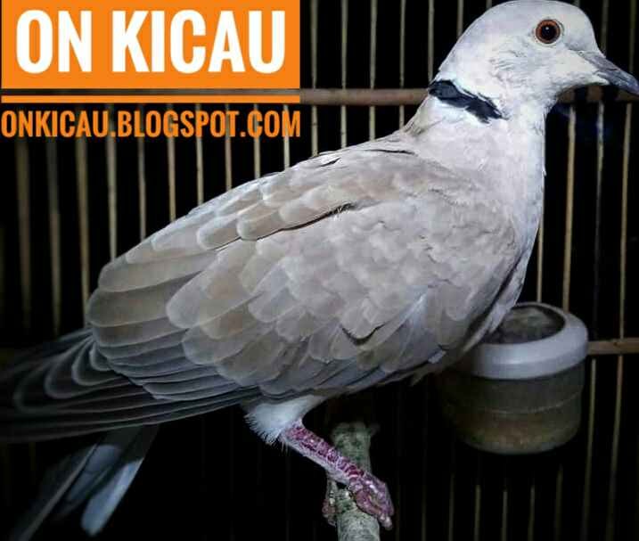 Cara Merawat Burung Puter Mabung Agar Cepat Selesai Dan Tetap Gacor On Kicau