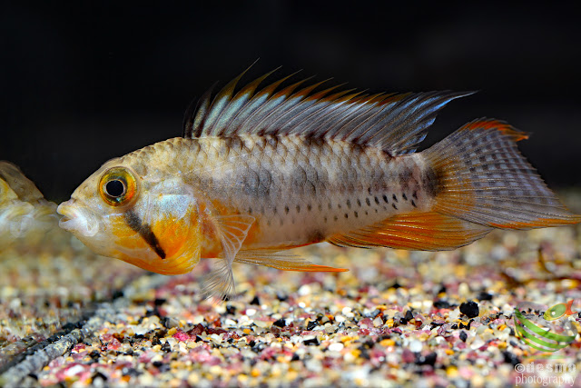 Apistogramma sp. D3 / A. cf. payaminonis