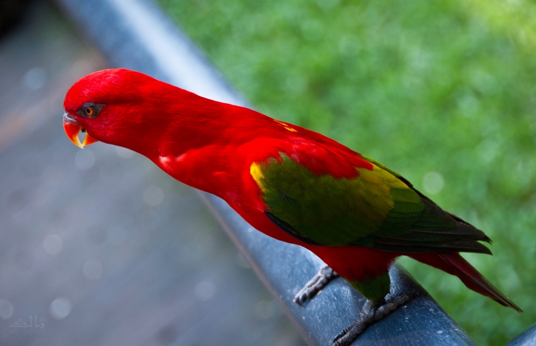 18 Jenis Burung  Nuri  yang Bisa Bicara Dilindungi dan 