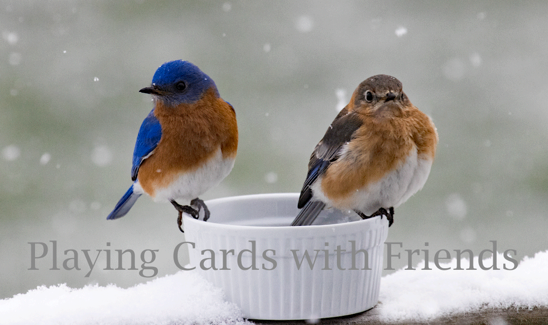 I Card Everyone Playing Cards with Friends Marcia Hill