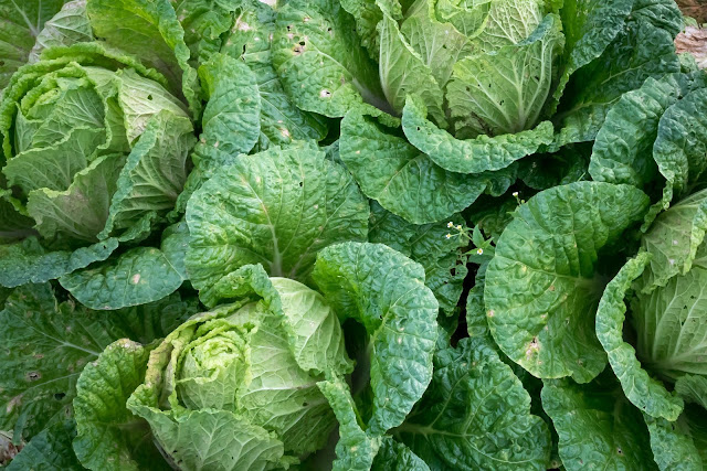 9 health benefits of cabbage