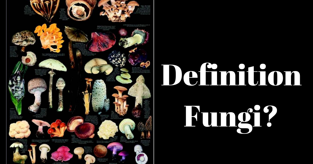 Fungus visual data 8