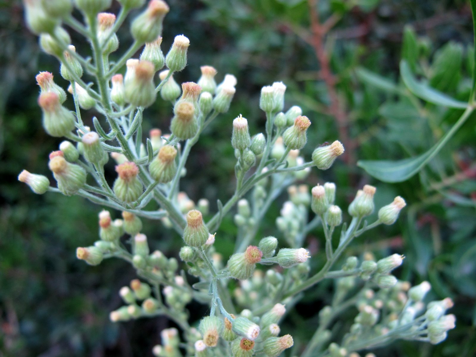 FLORA NEL SALENTO e.. anche altrove Erigeron sumatrensis Retz. Asteraceae Saeppola di Naudin