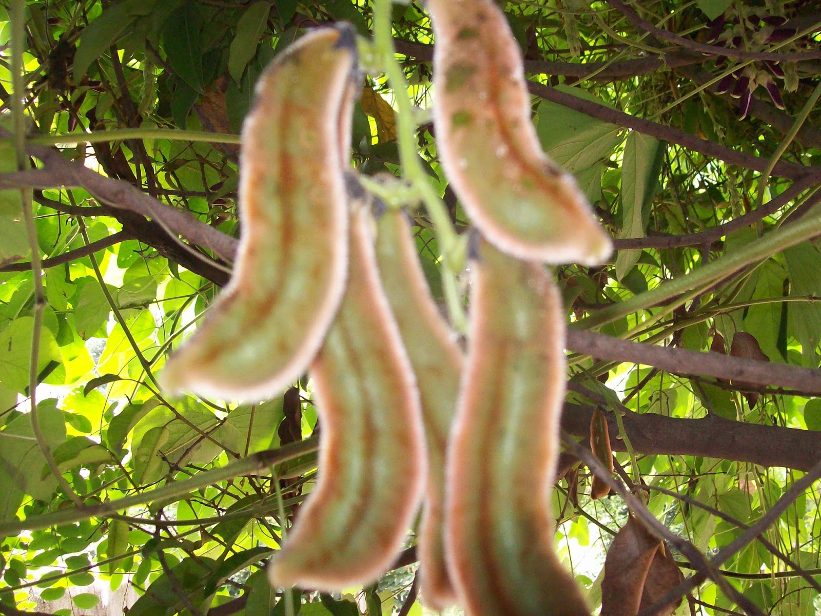 indian-flowers-and-herbs-velvet-bean-the-itchy-plant