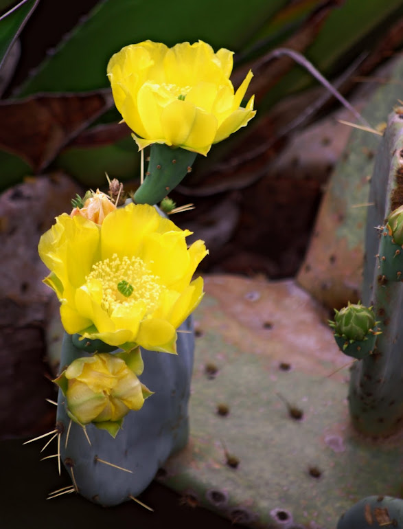 Prickly Pair