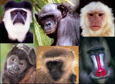 Zaman kera munculnya jenis pada primata terjadi seperti kehidupan dibumi