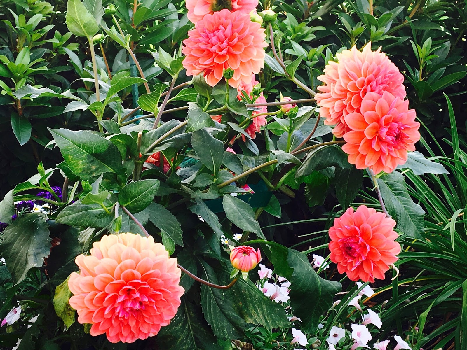 Plant Inventory At 20 Timothy Pieris Japonica Andromeda