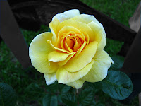 Yellow roses photo flower images