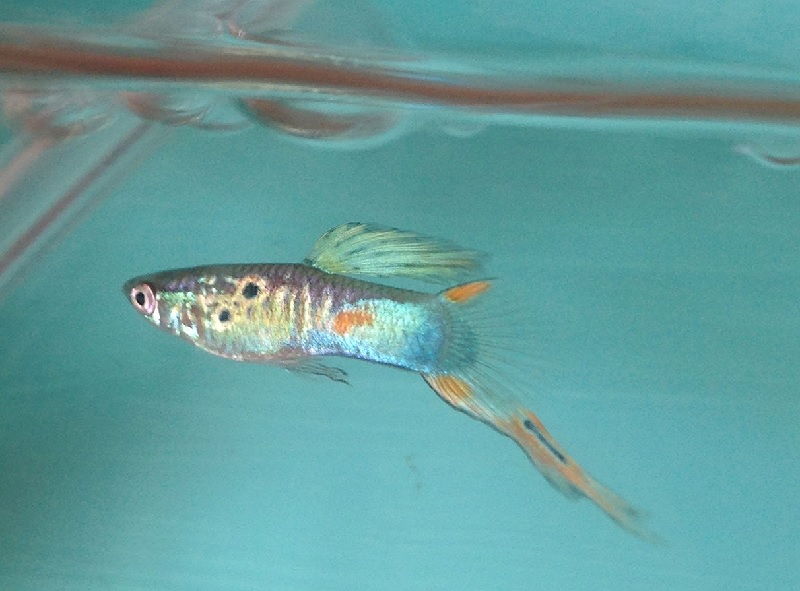 Gambar Ikan Guppy Bottom swordtail