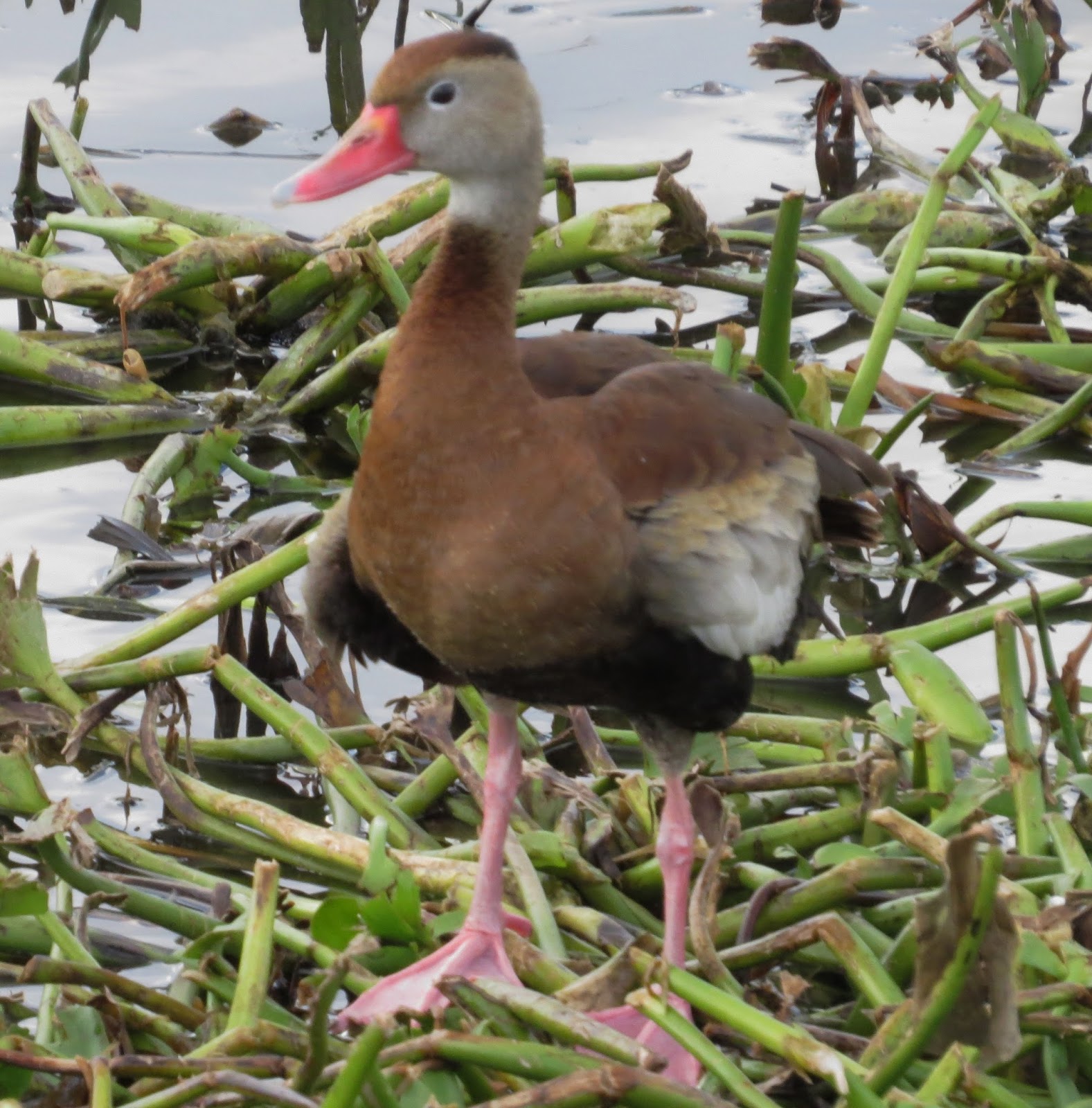 Florida Suncoast Birding Looking For Birds in Gainesville