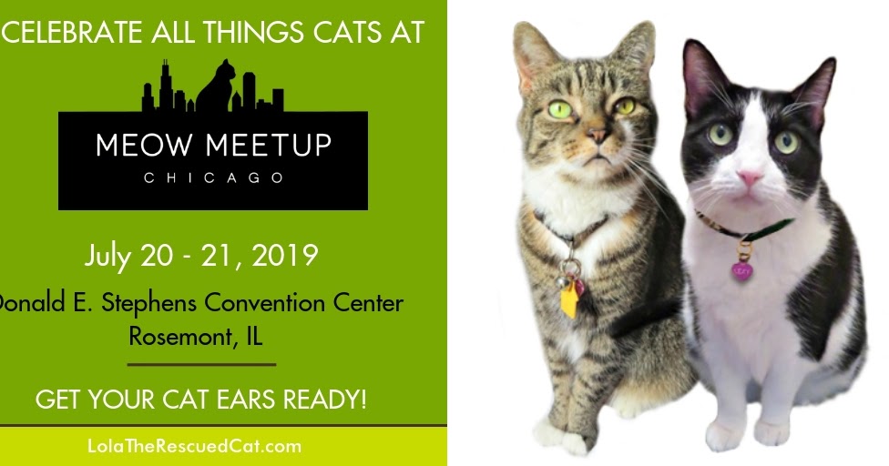 Meow Meet Up 2019 The Midwest S Premiere Cat Convention Dog