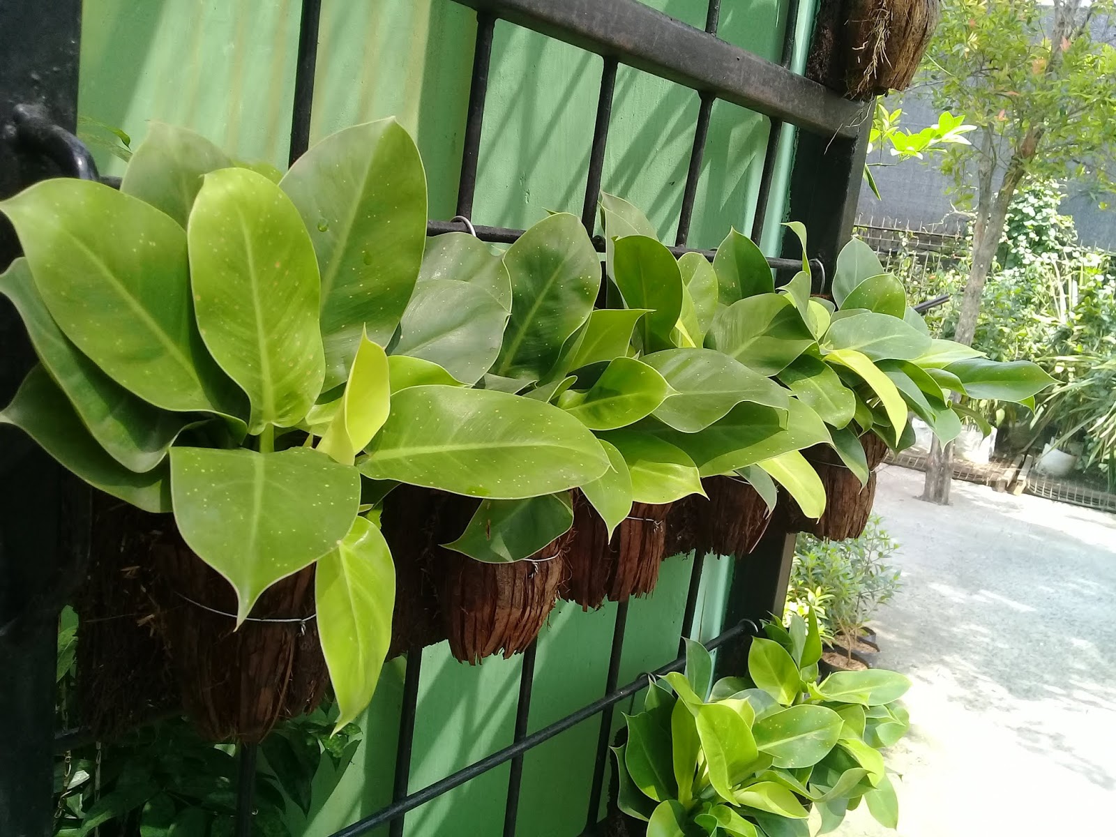 Inspirasi dekorasi hiasan pagar besi dengan tanaman | Landscaping And