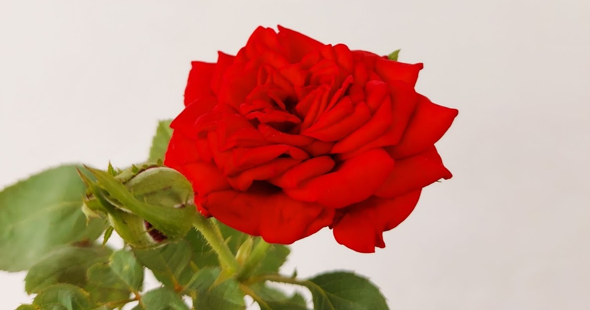 Rose plant not flowering Gardening basics