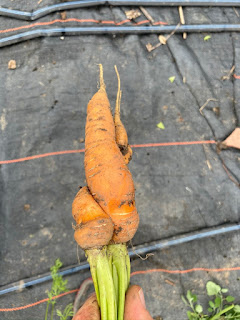 Intertwined Carrots