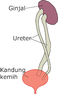 Ilustrasi letak ureter