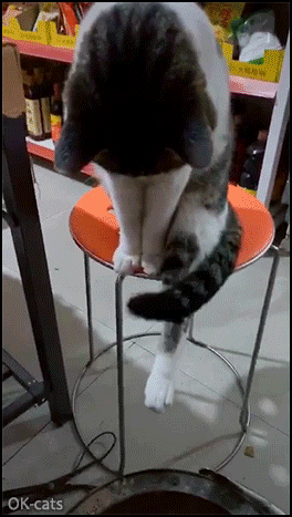 Funny Cat GIF • Don't disturb cat roasting its toes because they are are freezing, haha Funny Cat GIF • Don't disturb cat roasting its toes because they are are freezing, haha