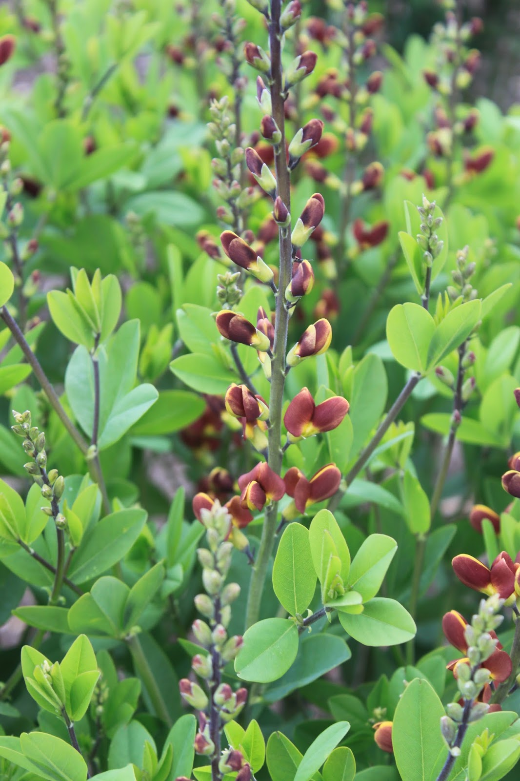 Confessions Of A Plant Geek Baptisia False Indigo