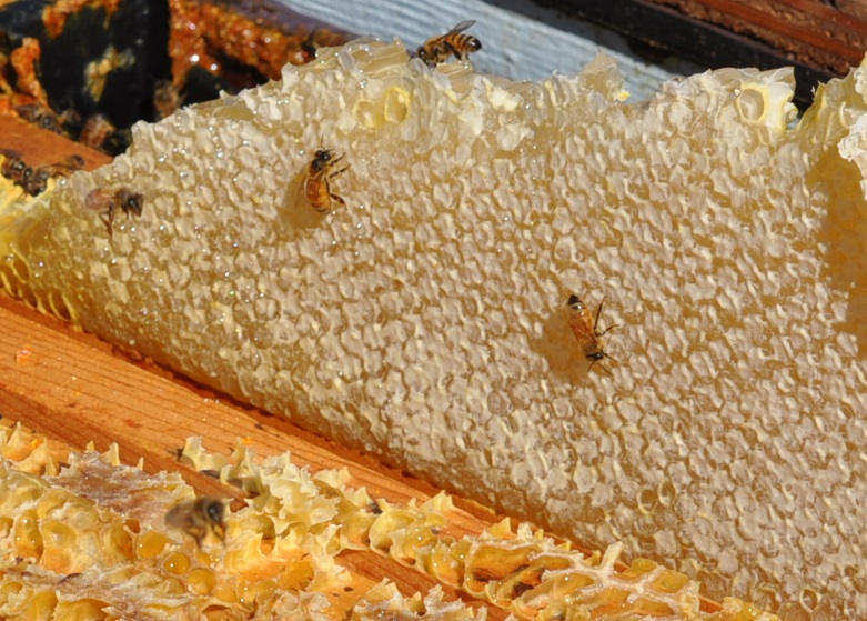 Health Benefits of Raw Honey How do Bees Make Honey?