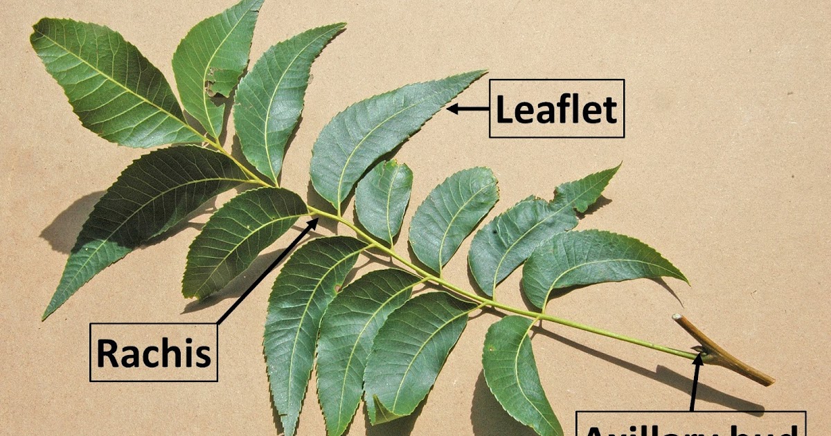 Northern Pecans Collecting leaf samples for analysis
