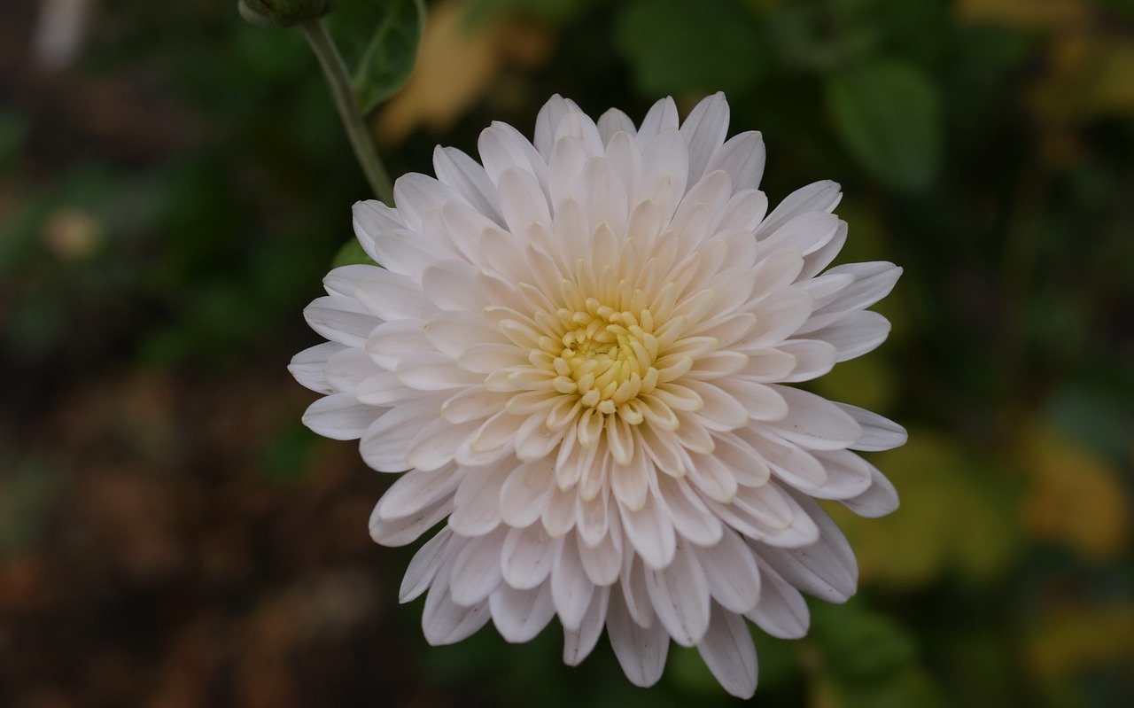 хризантема кассандра вайт. хризантема 1 цветок. хризантема одноголовая антонов сатин. хризантема одноголовая бальтазар. хризантема кер де лорен.