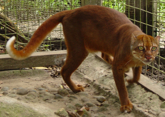Borneo altın kedisi