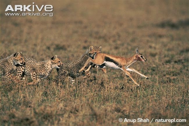 Cheetah and Gazelle
