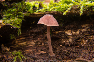 Naturfotografie Uentroper Wald Makro Pilze