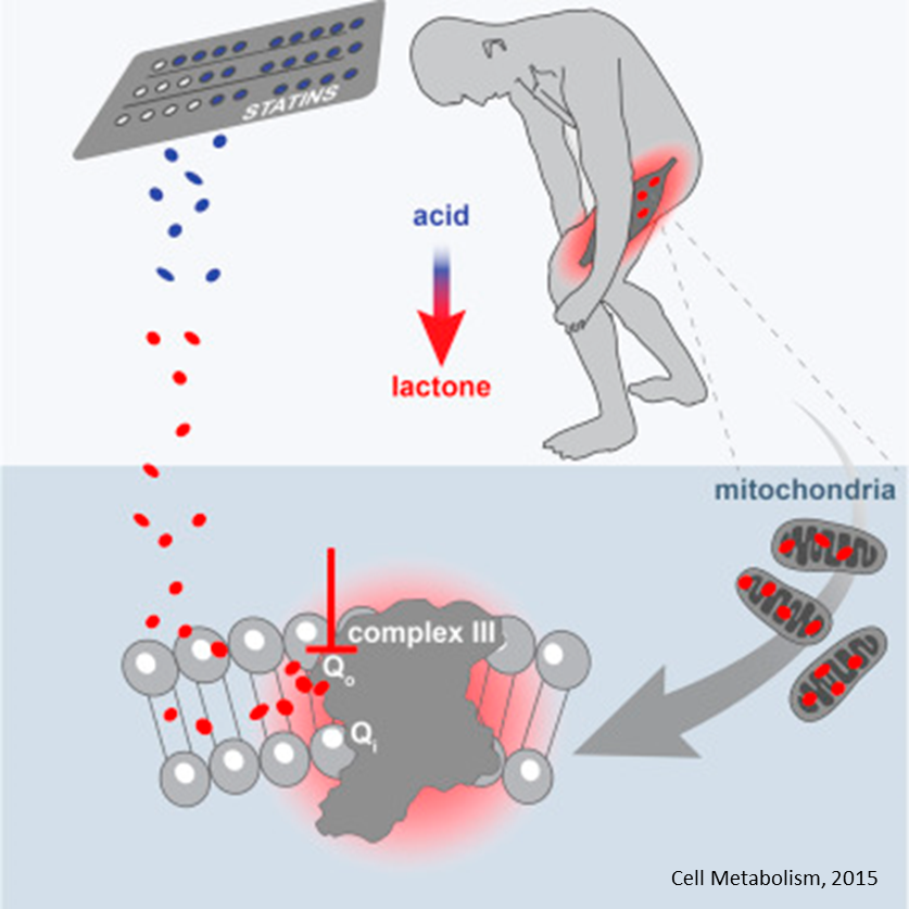 amudu Mechanism of statin induced muscle pain