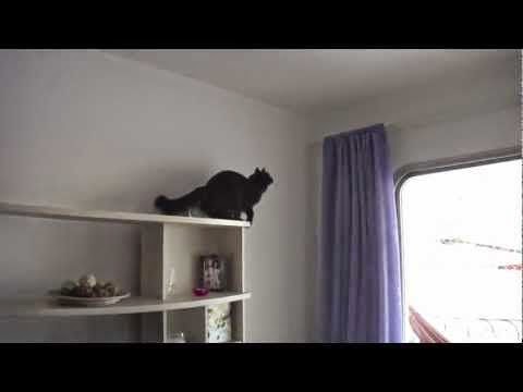 http://9gag.tv/p/a5QenO/mission-impurrrsible-impossible-cat-toy