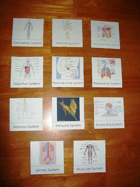 Body Systems Cards Printable