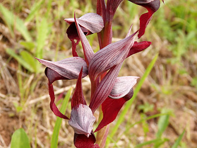 Orquídea de lengua (Serapia lingua) flor silvestre roja